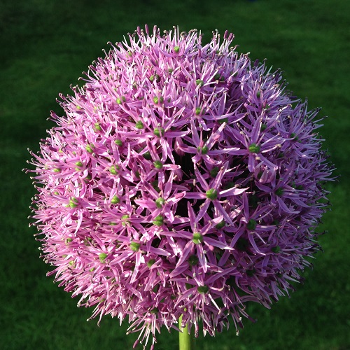 Allium Bulbs Purple Sensation